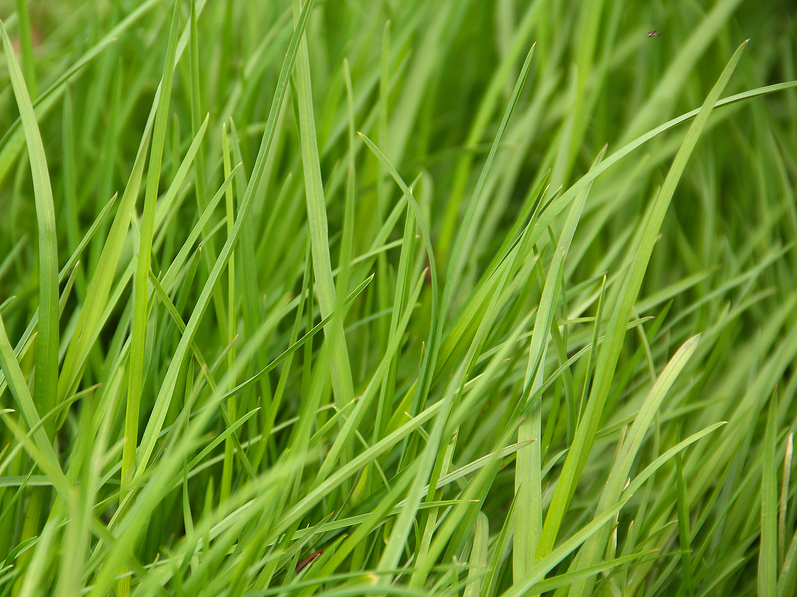 gras012 1600x1200